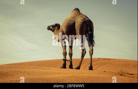 Tuareg mit Kamelen im westlichen Teil der Sahara in Marokko. Die Sahara ist die größte heiße Wüste der Welt. Stockfoto