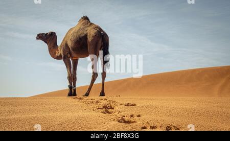 Tuareg mit Kamelen im westlichen Teil der Sahara in Marokko. Die Sahara ist die größte heiße Wüste der Welt. Stockfoto