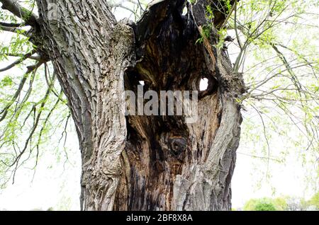 Uralter Baum mit Baumgesicht Stockfoto