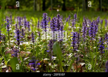 Wilde blaue Blüten in der Waldwiese - zäh kriechend ( Ajuga reptans L) an einem sonnigen Frühlingsmorgen. „Bogle Flower“. Schönheit in der Natur. Stockfoto