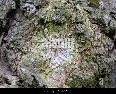 Detail der Muster auf einem Baumstamm Stockfoto