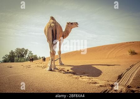 Tuareg mit Kamelen im westlichen Teil der Sahara in Marokko. Die Sahara ist die größte heiße Wüste der Welt. Stockfoto