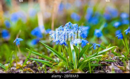 Kleine Frühlingsblumen blühen in der Sonne bei Sonnenuntergang Stockfoto