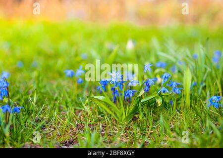 Kleine Frühlingsblumen blühen in der Sonne bei Sonnenuntergang Stockfoto