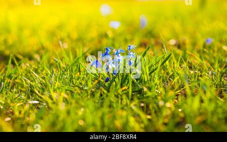 Kleine Frühlingsblumen blühen in der Sonne bei Sonnenuntergang Stockfoto