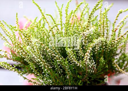 Die weißen Blüten der blühenden Heidekraut vulgaris. Schöne Büsche mit kleinen Blumen, Blüten Heidekraut Calluna Hintergrundbild horizontale Postkarte Stockfoto