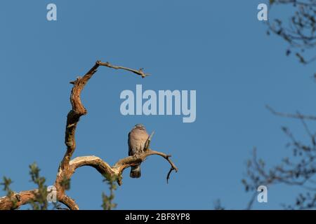 Holztaube auf einem toten Baum in der frühen Morgensonne Stockfoto