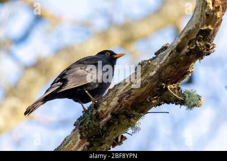 Schwarzvogel (Turdus merula) auf einem toten Baum Stockfoto