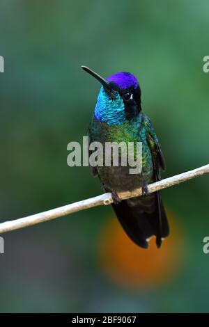 Talamanca Kolibri in Costa Rica Nebelwald Stockfoto