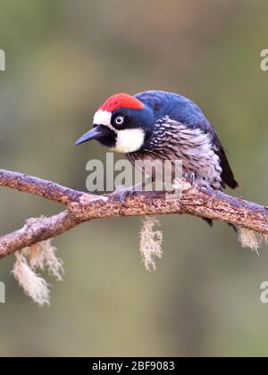 Acorn Woodpecker in Costa Rica Wolkenwald Stockfoto