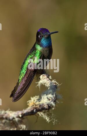 Talamanca Kolibri in Costa Rica Nebelwald Stockfoto