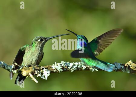 Talamanca und Lesser Violetear Kolibris duellen sich auf moosigen Ast Stockfoto