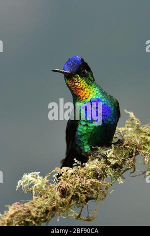 Feuriger Kolibri in Costa Rica Nebelwald Stockfoto