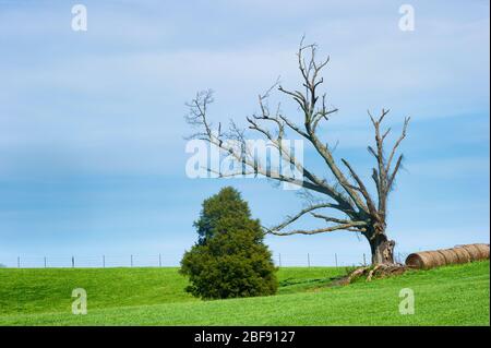 Hanglandwirtschaft mit Bäumen und Heurollen unter leicht bewölktem Himmel. Stockfoto