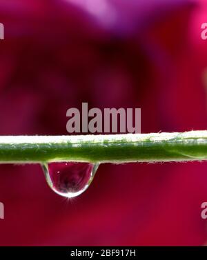 Einzelne Wassertropfen hängen von einem Blütenstiel Nahaufnahme Makro Stockfoto