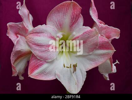 Gestreifte Barbados-Lilie. Amaryllis Blüten sind riesige Trompete geformt geclusterten oben blattlosen Stamm verkauft während der Winterferien sowohl als Schnittblumen und Zwiebeln Stockfoto