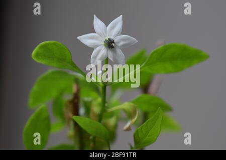 Cayenne Pfeffer Blüte Es ist eine Art von Capsicum annuum als Meerschweinchen Gewürz mit bunten Früchten mäßig scharfe Chili in der Küche würzige Mahlzeiten verwendet bekannt Stockfoto