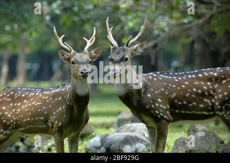 Ein Paar Schellhirsche (wahrscheinlich philippinische Schellhirsche) im Monas (National Monument) Park in Jakarta, Indonesien. Stockfoto