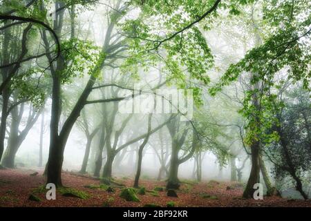 Nebliger Tag in einem Laubwald, Cornwall Stockfoto