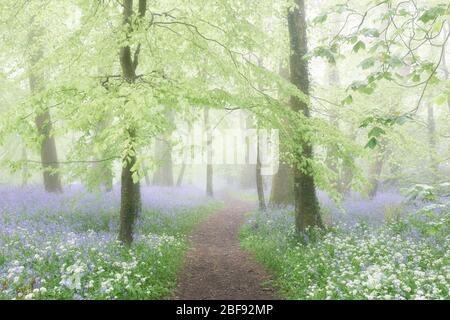 Pfad führt durch einen Bluebell Wald an einem nebligen Morgen Stockfoto