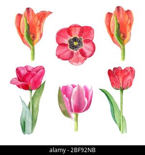 Aquarell Tulpen Set, handgezeichnete Illustration von Frühlingsblumen, Blumenelemente isoliert auf weißem Hintergrund. Stockfoto