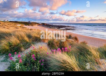 Baldrian Blumen wachsen zwischen den Sanddünen in Constantine Bay, Nord Cornwall Stockfoto