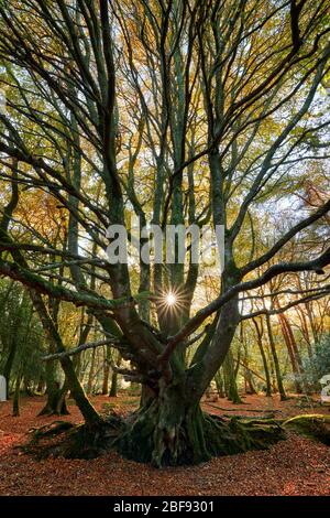Alte Buche im Herbst mit Sonnenlicht, das durch den Wald filtert Stockfoto