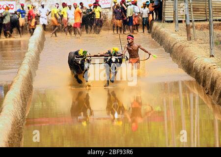 Kambala Rinder Büffelrennen im Bezirk mangalore, Karnataka, südindien, indien, Erntefest, asien, Kambala kerala, kampala statt Stockfoto