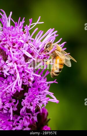 Biene sammelt Pollen auf einer Liatris Blume Stockfoto