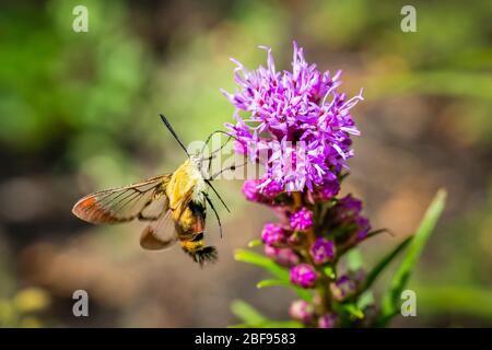 Kolibri Clearwing Moth im Flug trinkt Nektar aus einer rosa Liatris Blume Stockfoto