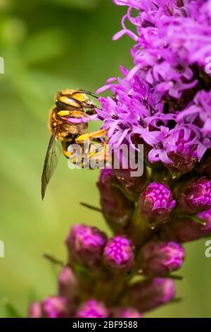Kleine Biene sammelt Pollen auf einer Liatris Blume Stockfoto