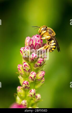 Kleine Biene sammelt Pollen auf einer Liatris Blume Stockfoto