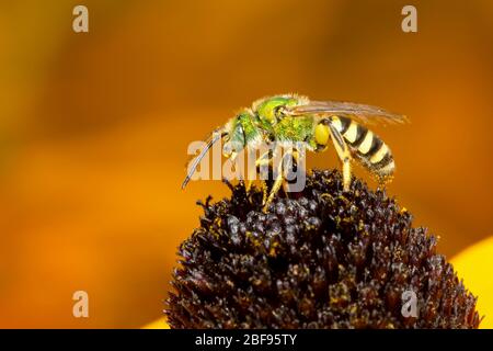 Metallisch grüne Biene sammelt Pollen auf einer Rudbeckia Blume auf einem orange verschwommenen Hintergrund Stockfoto