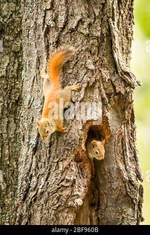 Ein paar rote Eichhörnchen auf einem Baum in der Nähe und in ihrem Nest Stockfoto