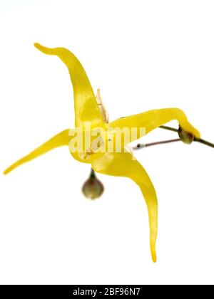 Makro schoss eine einzelne Blume des Bodens, die mehrjährige, Epimedium x franchetii 'Brimstone Butterfly', auf einem weißen Hintergrund bedeckt Stockfoto