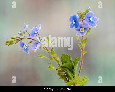 Stamm und kleine blaue Blüten der schleichenden UK Wildblume, Germander speedwell, Veronica chamaedrys Stockfoto