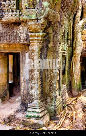 Spung Baum (Tetrameles nudiflora) wächst in der Ta Prohm Tempel Ruinen, Siem Reap, Kambodscha Stockfoto