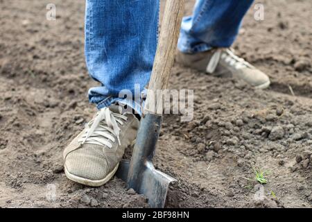 Ein Mann in blauer Jeans und geschnürten Mokassins gräbt den Boden mit einer Schaufel. Vorbereitung eines Gartens für das Pflanzen von Gemüse im Frühling Stockfoto