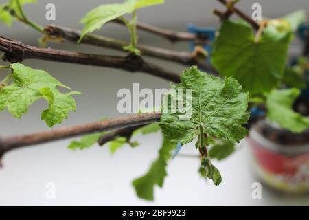 Traubenkeimlinge sprießen auf der Fensterbank nahe dem Fenster Stockfoto