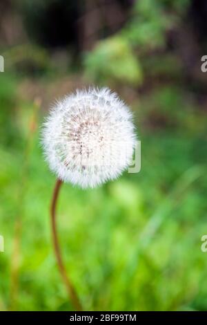 Löwenzahn (Taraxacum) Seedhead, Cheddington, Buckinghamshire, England Stockfoto