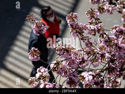 Berlin, Deutschland. April 2020. Spaziergänger gehen unter blühenden Kirschbäumen. Quelle: Fabian Sommer/dpa/Alamy Live News Stockfoto