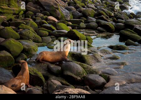 Strand Sonnenuntergang Landschaft von Südkalifornien Tierwelt. Weibliche Seelöwen sitzen auf algenbedeckten Felsen am Ufer von La Jolla in San Diego, Kalifornien. Stockfoto