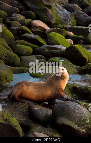 Eine weibliche Seelöwe sitzt auf Felsen bei Sonnenuntergang und schaut die Kamera in La Jolla Cove, in San Diego. Küstenstrand Wildlife Landschaft des südlichen Califo Stockfoto