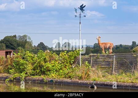 England, Buckinghamshire, in der Nähe von Cheddington, Alpaca Beobachtung der Grand Union Canal Stockfoto
