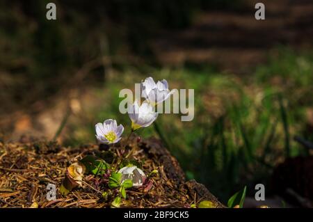 Niedrige Winkelansicht des Holzsorrels Oxalis acetosella wächst im Wald Stockfoto