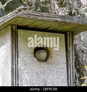 Haus Wren Peeking Durch Seine Nest Box. Stockfoto