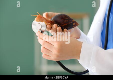 Tierarzt mit Achatina Schnecke in der Klinik Stockfoto