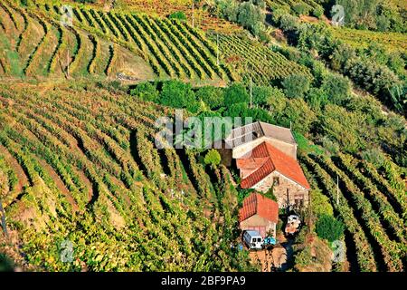 Weinberge im Douro-Tal im Herzen des Alto Douro Wein-Region (UNESCO-Weltkulturerbe,), Porto e Norte, Portugal Stockfoto