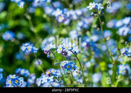 Myosotis, Vergissmeinnicht-Blumen, die in einem sonnigen Frühlingsgarten blühen, Hintergrund verschwommen Stockfoto