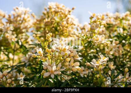 Nahaufnahme des Choisya dewitteana 'White Dazzler' Strauch in schönen weißen Blumen im Garten im April bedeckt Stockfoto